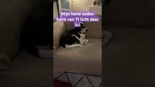 funny hond lui tired pets [upl. by Lareine]