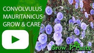 Convolvulus mauritanicus  Growing easy ground cover [upl. by Parnell]