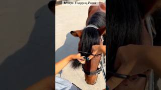 Farrier Works FarrierWorks horse horsehoof farrier [upl. by Ativel424]