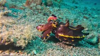 Flamboyant Cuttlefish [upl. by Bozovich877]