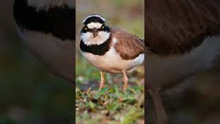 Bird photography behind the scenes wildlifephotography birdphotography naturephotography [upl. by Baldwin208]