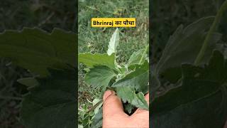 भृंगराज Plant for hair growth bhringraj plants benefits shorts shortsfeed [upl. by Sang]