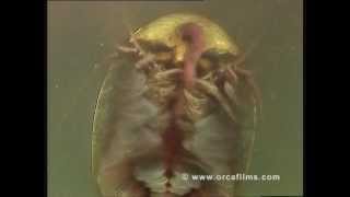 Triops and Fairy Shrimp living dinosaurs and suspended animation Part 2 [upl. by Dode821]