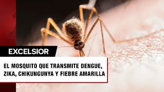 Enfermedades transmitidas por el mosquito Chikungunya Zika Fiebre Amarilla y Dengue [upl. by Mall146]