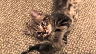 Primrose Kitten Tutorials for Chemistry and Physics [upl. by Anerda]