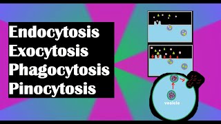 Endocytosis exocytosis phagocytosis and pinocytosis explained [upl. by Dido]