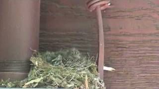 Ruby Crowned Kinglet eggs hatching and babies fed [upl. by Nichy780]