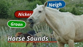 Horse sounds neigh groan nicker and more [upl. by Aynot312]