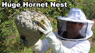 Why You Should Never Approach A Hornet Nest  Whats Inside An Active Colony Mousetrap Monday [upl. by Magen]