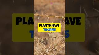 Why Do Plants Have Thorns 🌵facts explore shortvideo shorts viralshortviralreelsgardenplants [upl. by Thorley986]