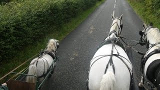 Carriage driving in company  training a pair of horses and a shetland [upl. by Phippen]