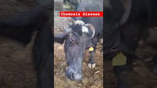 Chemosis disease  music animal farming eyeinfection cornea love shorts vet cow veteri [upl. by Elatan]