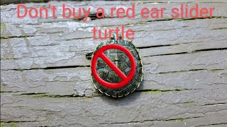 Dont buy a red ear slider turtle get this instead [upl. by Murtagh]