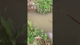 fishing for wader fish easily bestfishing fishing shortvideo [upl. by Pattani]