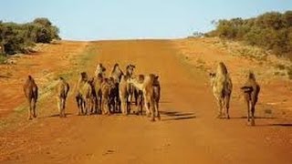 The Great Central Road  Day 1 Laverton to Warburton [upl. by Bocoj]