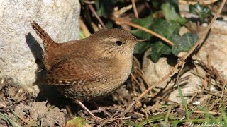 chants et cris du troglodyte mignon HD calls and songs european wren [upl. by Drannel]