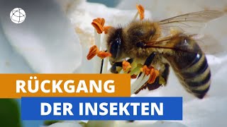 Insekten in Gefahr  Planet Schule [upl. by Samuella]