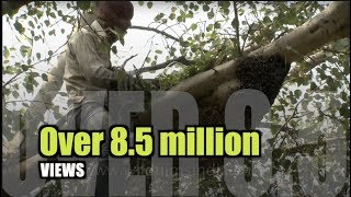 Smoke chases thousands of bees Traditional honey removal in India [upl. by Cataldo]