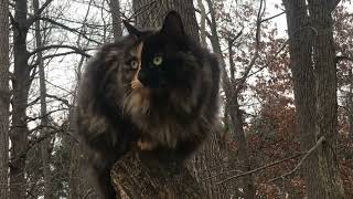 My Torti Cat [upl. by Fulbert129]