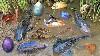 Colorful surprise eggs lobster snake cichlid betta fish turtle butterfly fish goby fish [upl. by Arikal]