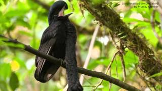 Longwattled Umbrellabird [upl. by Meek901]