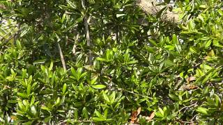 Tropical Kingbird feeding nestlings Sarasota 12 Jun 2013 [upl. by Hurty]