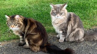 HUGE Maine Coon Cat Talking [upl. by Leerzej]