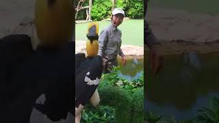 Vinpearl Animal Conservation and Nurturing Garden Safari Phu Quoc [upl. by Victoria27]