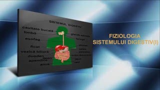 Lecția 23 Fiziologia sistemului digestiv I [upl. by Nanahs]