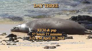 Documenting The True Life History of Hawaiian Monk Seal from birth to weaninglong [upl. by Stucker]