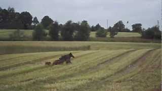 Wildschwein mit Frischlingen beim GPS Roggen Häckseln [upl. by Erret]