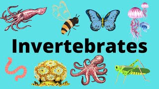 The Diversity of Invertebrates [upl. by Targett]