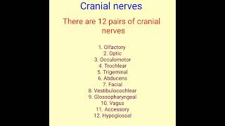 Cranial nerves  Anatomy nervous system [upl. by Ricardo]