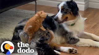 Dog Becomes Mama To A Litter Of Tiny Rescue Kittens  The Dodo [upl. by Kyrstin]