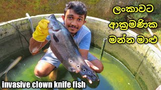 ලංකාවෙ මාළු කන මන්නයා  2 feet clown knife amp peacock bass [upl. by Natal]