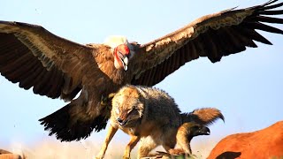 The Worlds Most Powerful Flying Bird Andean Condor [upl. by Herson]