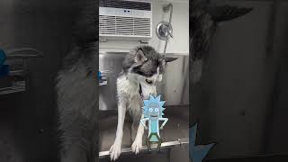 So dramatic 👀👀 dog funny dogsoftexas puppy dogslife dogs huskydog husky huskypuppy dogs [upl. by Vihs]