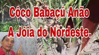 Côco Babaçu Anão O Tesouro do Norte e Nordeste do Brasil [upl. by Reube]