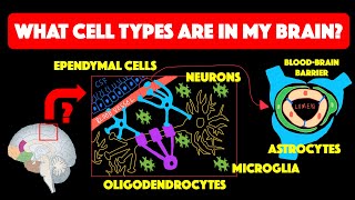 Types of glial cells [upl. by Ennaoj]