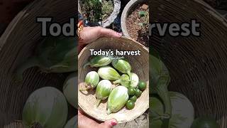 Brinjal amp Lemon Harvest india nature viralshorts harvest lemon odisha odia organic natural [upl. by Elum]