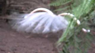 Lyrebirds mating dance [upl. by Adlig]