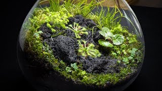 The Carnivorous Sundew Terrarium [upl. by Aiyn]