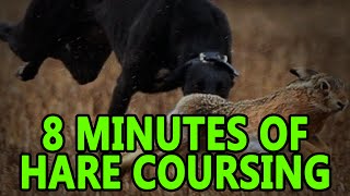 Hare Coursing 8minutes  Working Lurcher [upl. by Targett499]