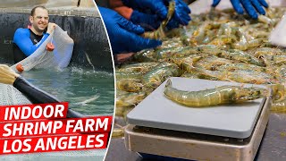 How Americas Biggest Indoor Shrimp Farm Sells 2 Million Shrimp Every Year — Dan Does [upl. by Croner]