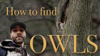 How to Find Owls  Bird Photography [upl. by Dino604]