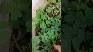 Oxalis plant oxalis science biology plants shorts plantsngardens botany [upl. by Constantia773]