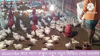 সহজ পদ্ধতিতে বয়লার মুরগির বাচ্চা পালনpoultry farming সফল খামারির কথা [upl. by Anneuq685]