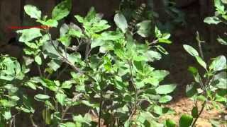 Holy Basil  Tulasi  Ocimum Sanctum  Ocimum Tenuiflorum  തുളസി [upl. by Desireah728]