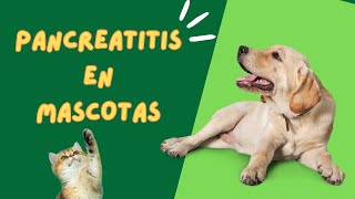 Guía completa sobre pancreatitis en mascotas síntomas causas tratamiento y prevención [upl. by Enohpesrep378]