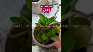 Kalanchoe plant care gardenplants shortsytshorts [upl. by Vinita]